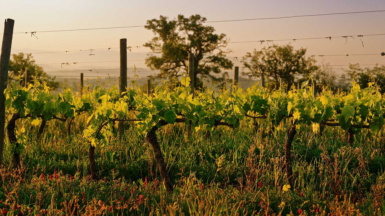 terroir project - vineyard